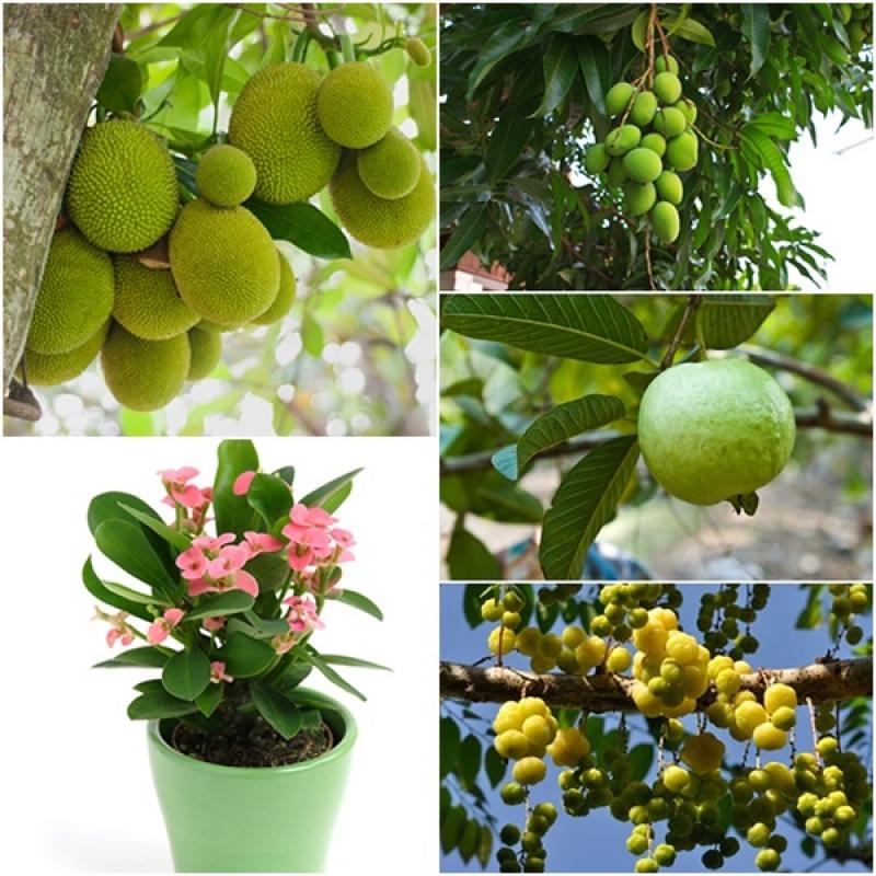 ปลูกไม้มงคลให้ถูกทิศ..เสริมชีวิตให้มีแต่โชคลาภ