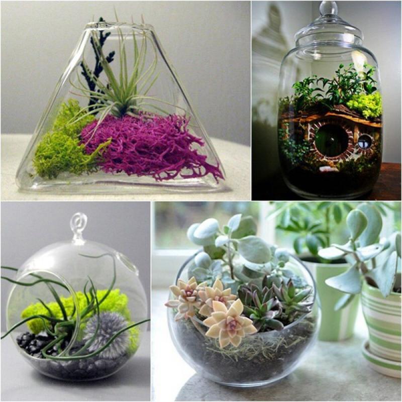 สวนจิ๋วในขวดแก้ว terrarium สุดอินเทรน