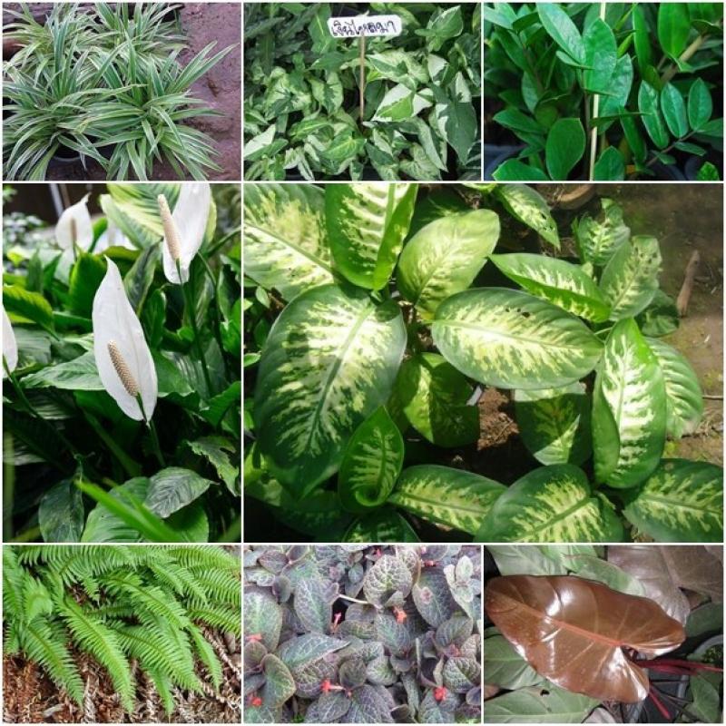 ปลูกไม้ในร่ม เติมความสดชื่นให้บ้านเรา