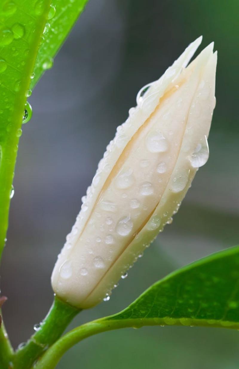 15 ไม้ใหญ่ สร้างร่มเงาให้บ้านเราร่มรื่น