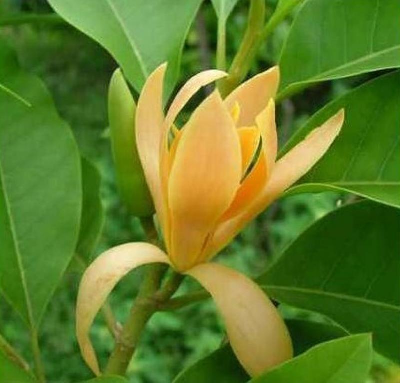 15 ไม้ใหญ่ สร้างร่มเงาให้บ้านเราร่มรื่น