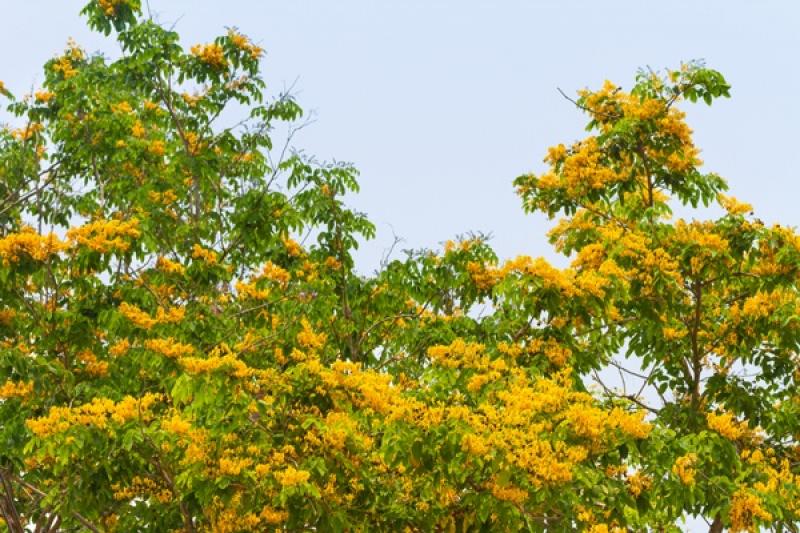 15 ไม้ใหญ่ สร้างร่มเงาให้บ้านเราร่มรื่น