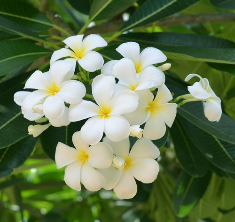 15 ไม้ใหญ่ สร้างร่มเงาให้บ้านเราร่มรื่น