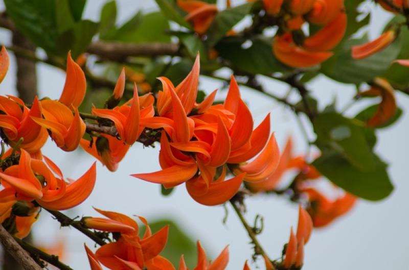 15 ไม้ใหญ่ สร้างร่มเงาให้บ้านเราร่มรื่น