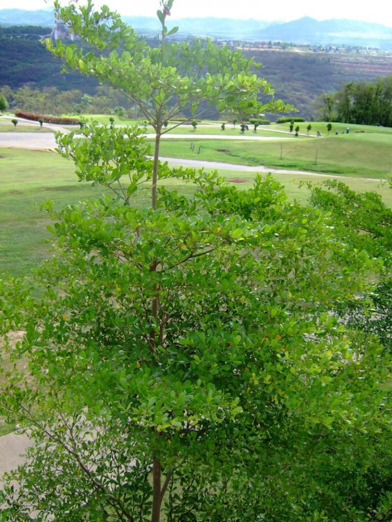 15 ไม้ใหญ่ สร้างร่มเงาให้บ้านเราร่มรื่น