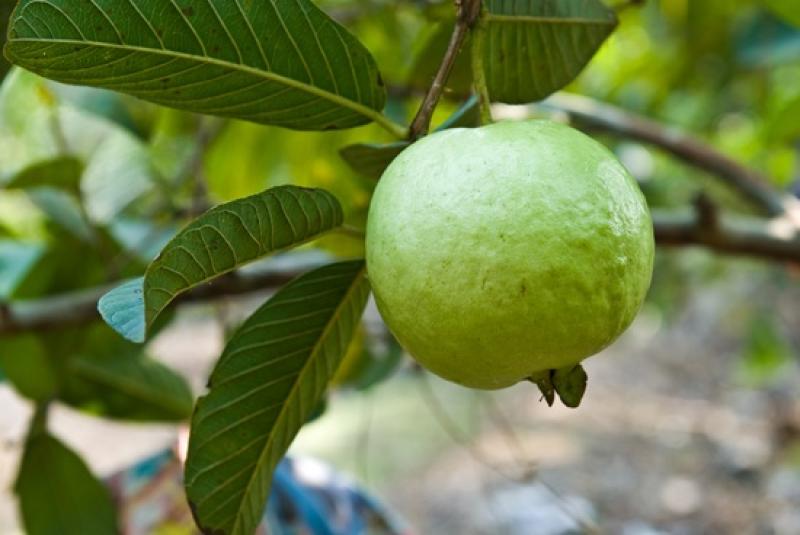 15 ไม้ใหญ่ สร้างร่มเงาให้บ้านเราร่มรื่น