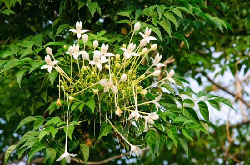 15 ไม้ใหญ่ สร้างร่มเงาให้บ้านเราร่มรื่น