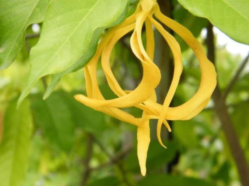 15 ไม้ใหญ่ สร้างร่มเงาให้บ้านเราร่มรื่น