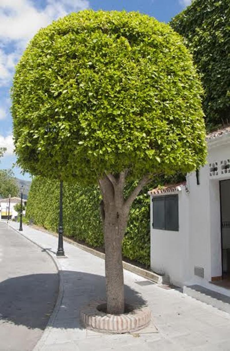 15 ไม้ใหญ่ สร้างร่มเงาให้บ้านเราร่มรื่น