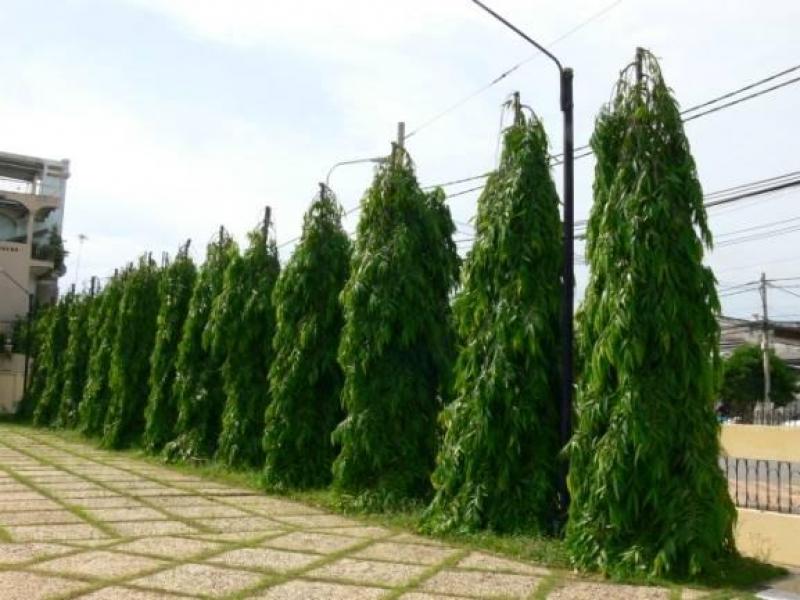 15 ไม้ใหญ่ สร้างร่มเงาให้บ้านเราร่มรื่น