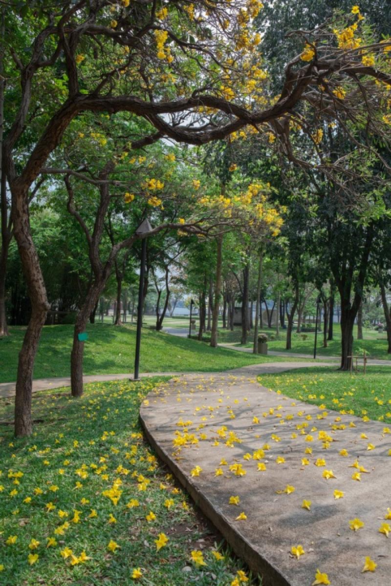 15 ไม้ใหญ่ สร้างร่มเงาให้บ้านเราร่มรื่น