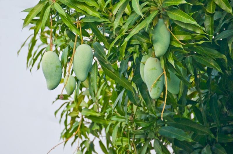 15 ไม้ใหญ่ สร้างร่มเงาให้บ้านเราร่มรื่น