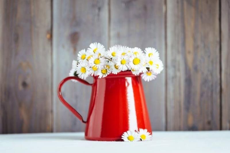 เปลี่ยนบรรยากาศให้สดใส ด้วยดอกเดซี่