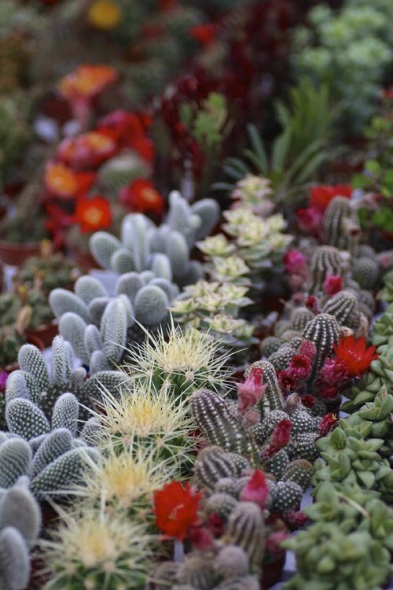 จัดสวนเทรนด์ใหม่..ด้วยไม้อวบสดใส