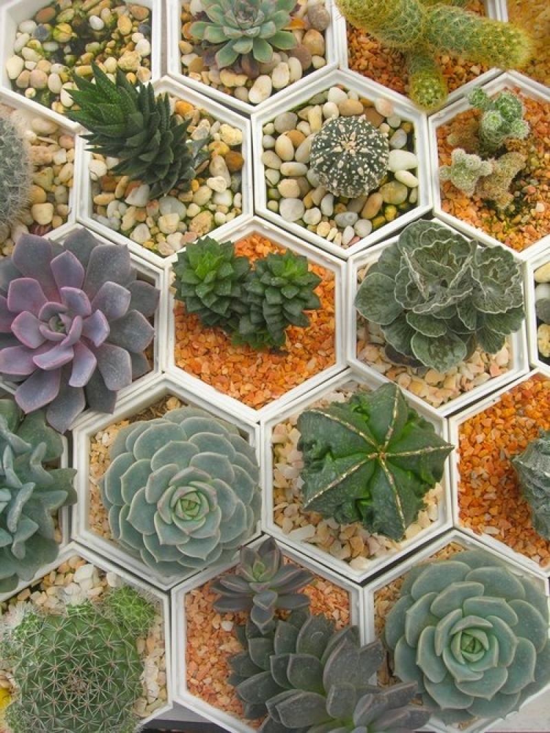 จัดสวนเทรนด์ใหม่..ด้วยไม้อวบสดใส