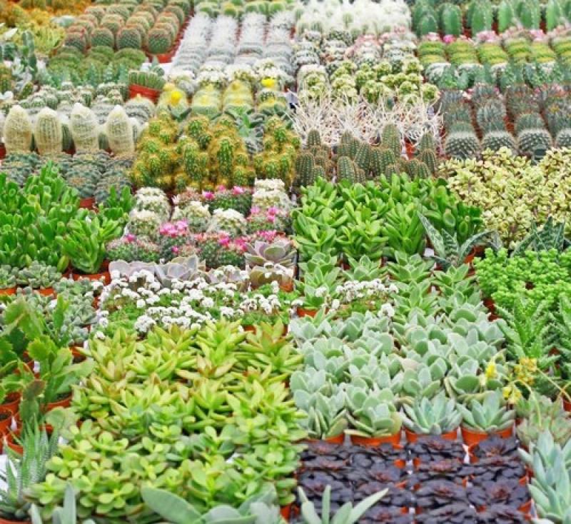 จัดสวนเทรนด์ใหม่..ด้วยไม้อวบสดใส