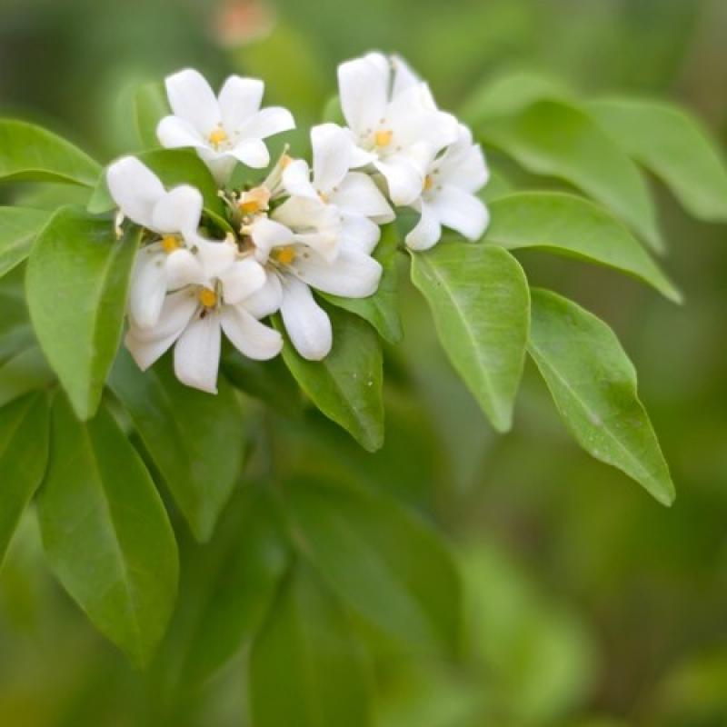 9ไม้มงคลยอดนิยม เสริมโชคลาภ