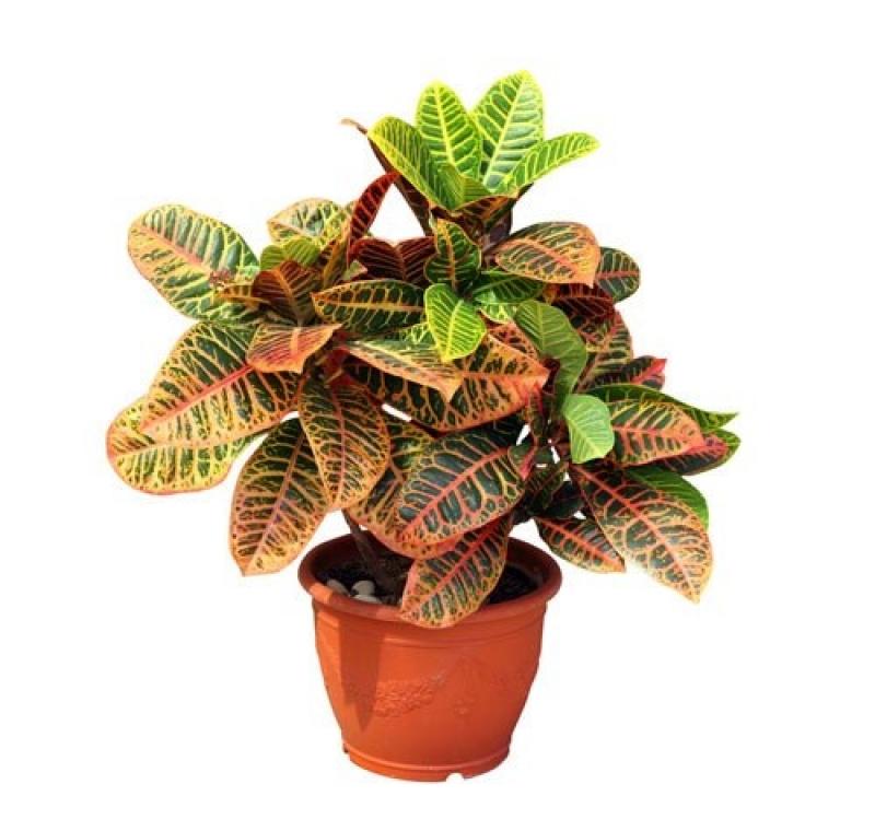 9ไม้มงคลยอดนิยม เสริมโชคลาภ