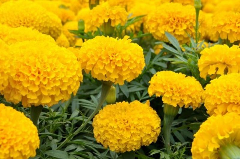 9ไม้มงคลยอดนิยม เสริมโชคลาภ