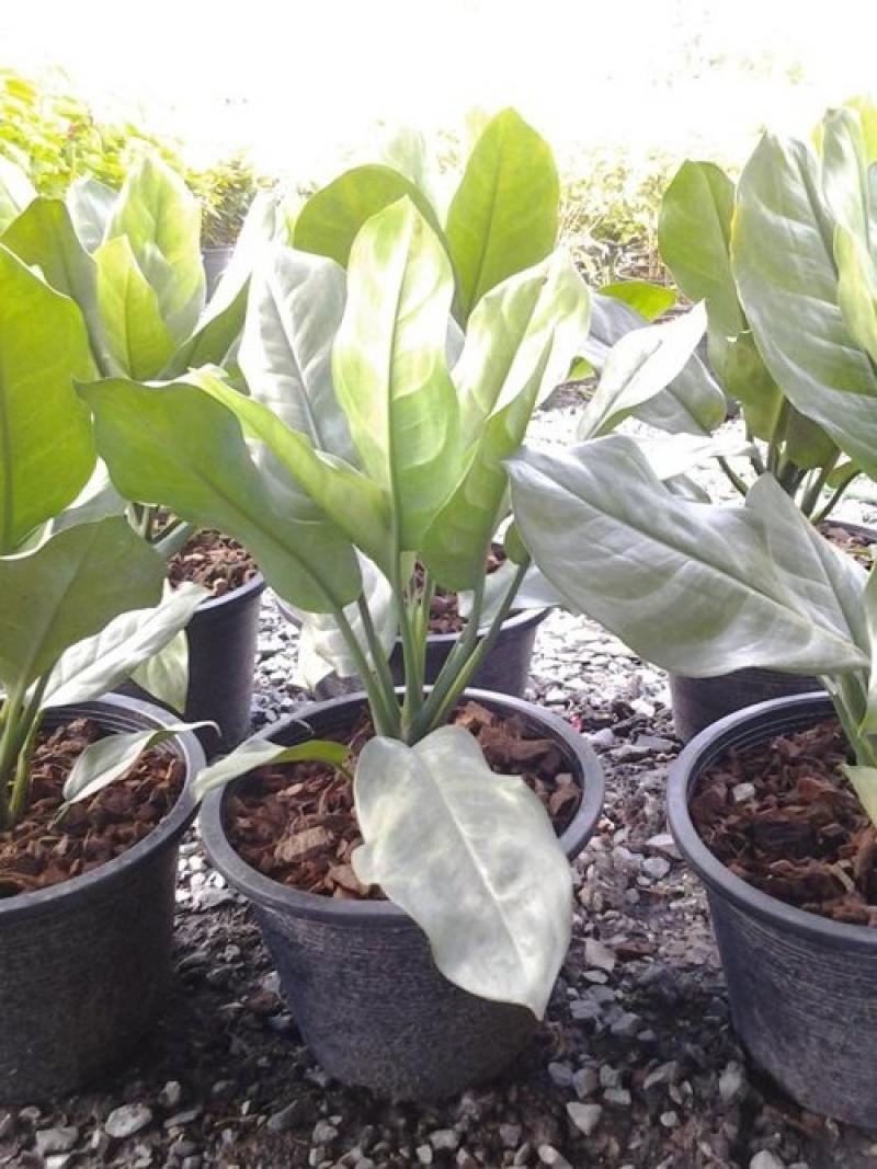 9ไม้มงคลยอดนิยม เสริมโชคลาภ