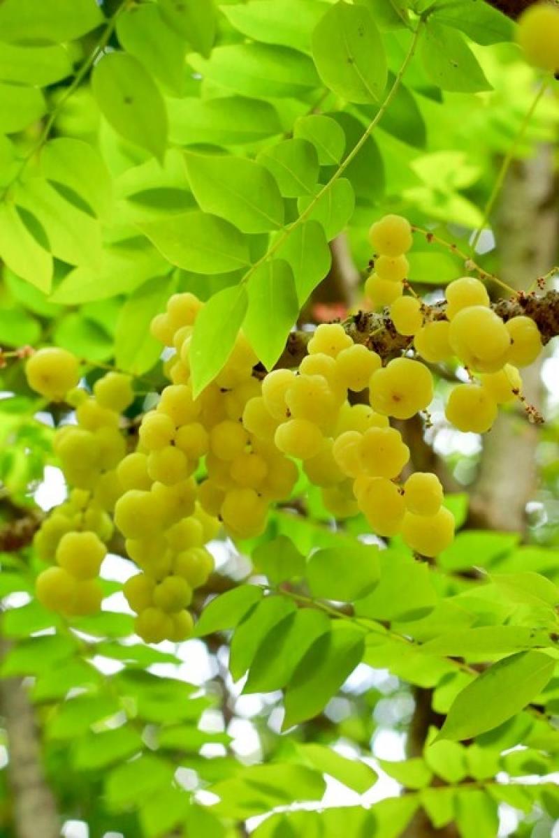 9ไม้มงคลยอดนิยม เสริมโชคลาภ