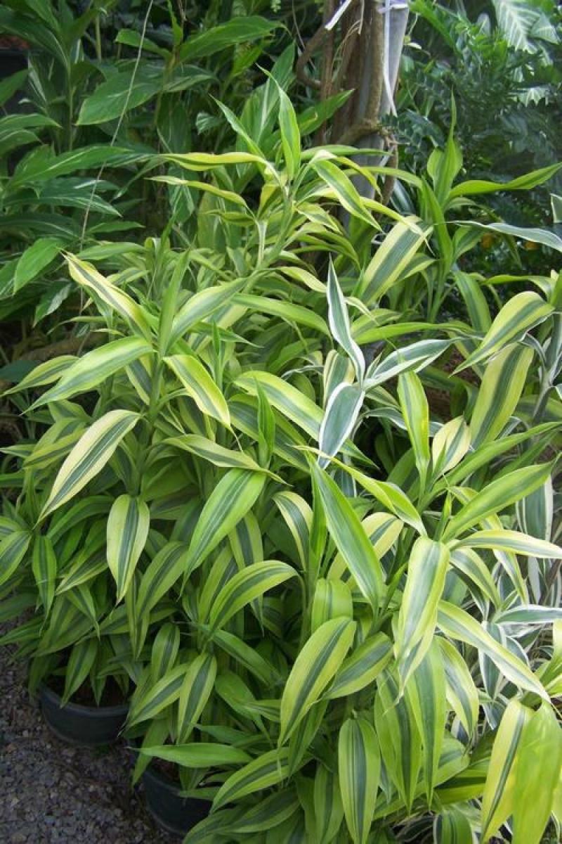 9ไม้มงคลยอดนิยม เสริมโชคลาภ