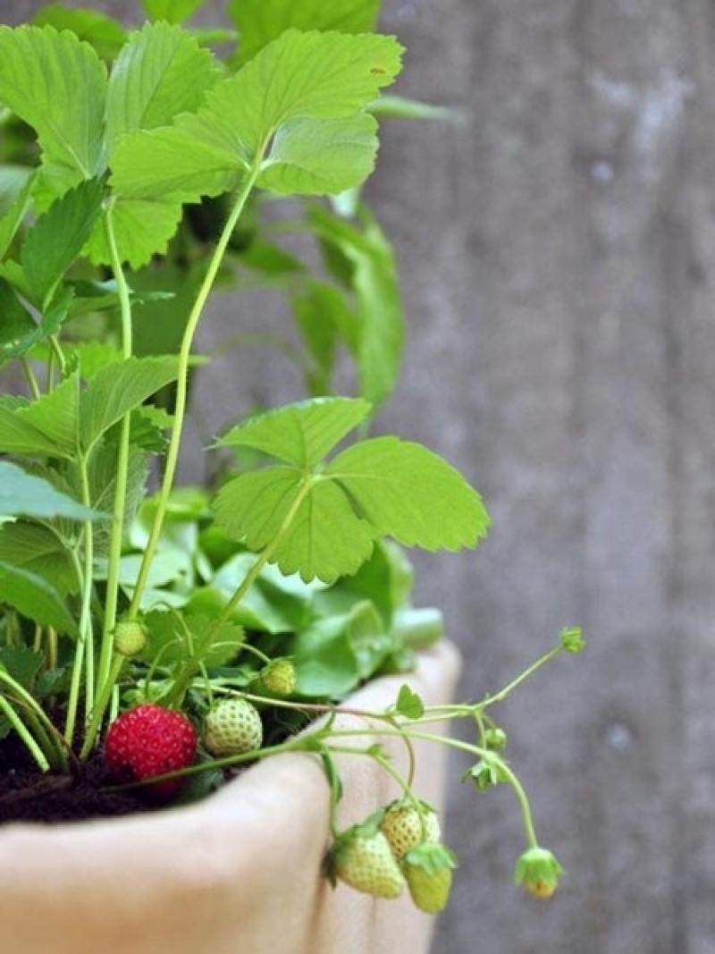 ดีไซน์กระถางผ้า..สร้างสวนในฝันให้คุณได้