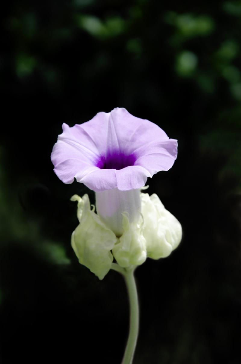 เก้าไม้มงคล เสริมโชค เสริมลาภ