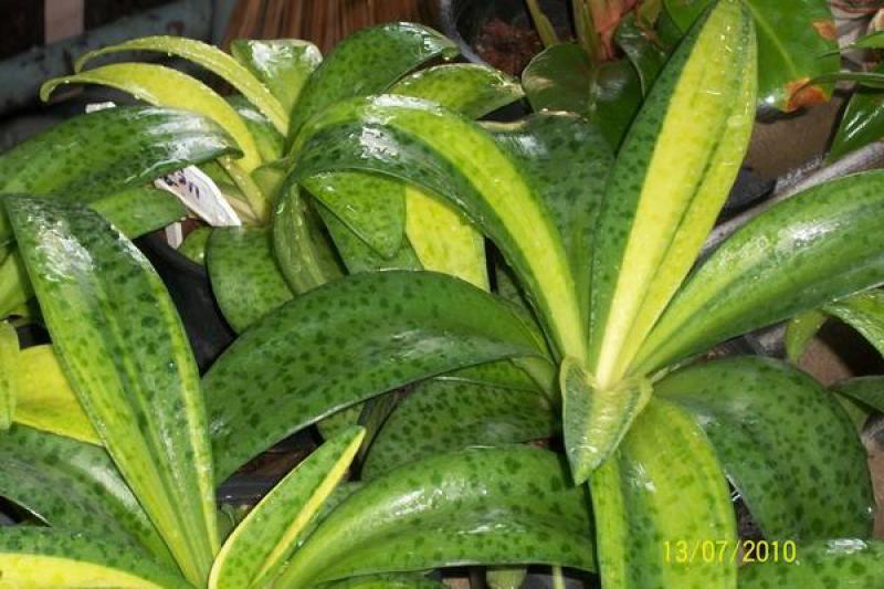 เก้าไม้มงคล เสริมโชค เสริมลาภ