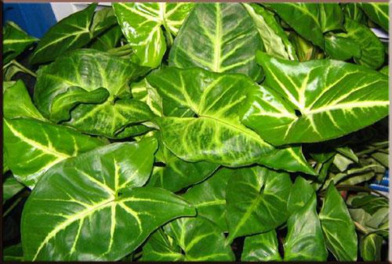 เก้าไม้มงคล เสริมโชค เสริมลาภ