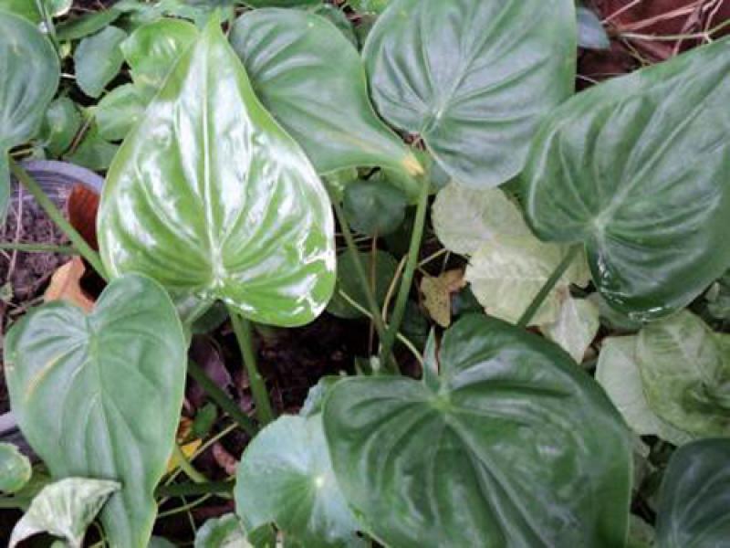 เก้าไม้มงคล เสริมโชค เสริมลาภ