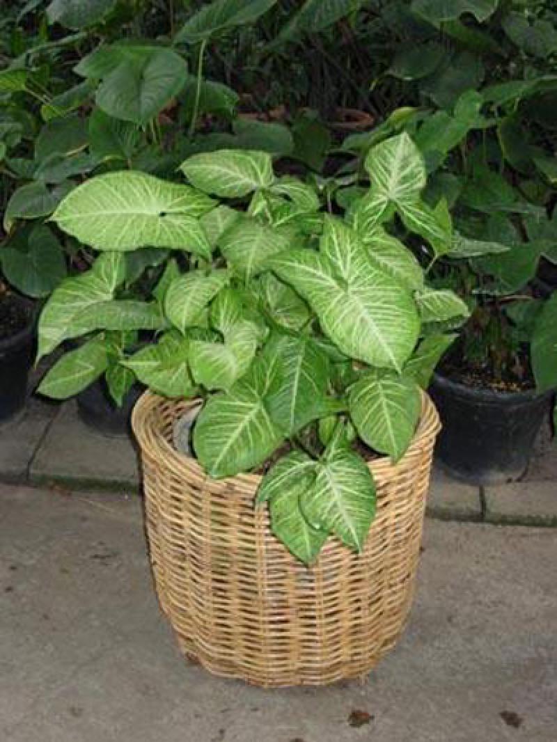 เก้าไม้มงคล เสริมโชค เสริมลาภ