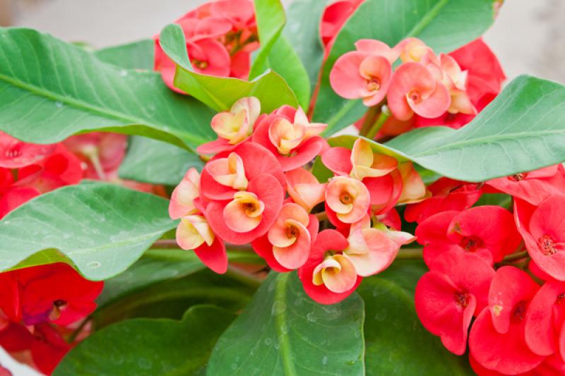 เก้าไม้มงคล เสริมโชค เสริมลาภ