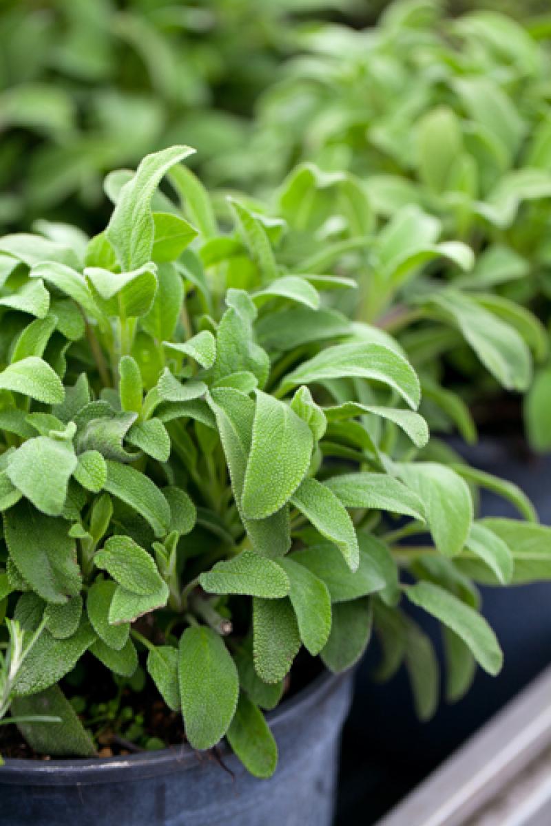 จัดการสวนง่ายๆ ด้วยวิธีบ้านๆ