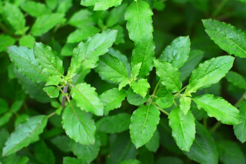 พืชสมุนไพร ปลูกได้ในทุกที่