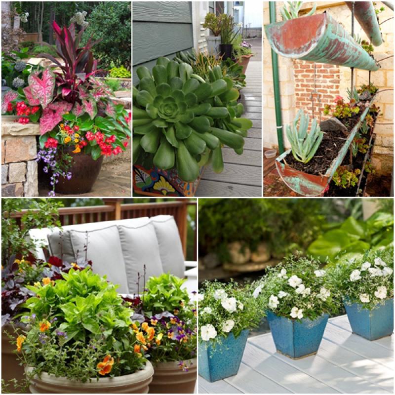 ไอเดียปลูกต้นไม้ในกระถาง..เพิ่มความสดชื่นในบ้าน