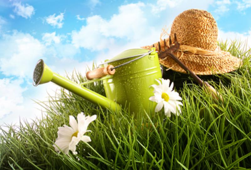 รดน้ำอย่างไรให้ถูกวิธี??