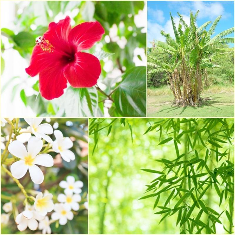 ต้นไม้ต้นไหนน๊ะ..ที่ไม่ควรปลูกในบ้าน