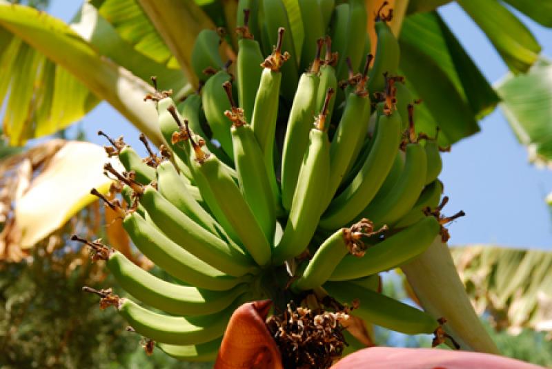 15 ต้นไม้มงคลยอดนิยม