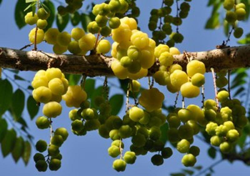 15 ต้นไม้มงคลยอดนิยม