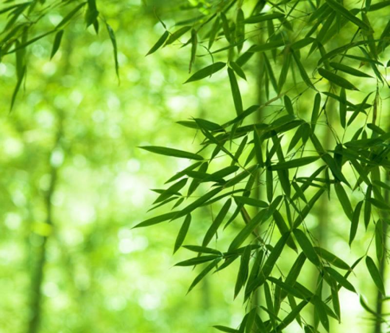 15 ต้นไม้มงคลยอดนิยม