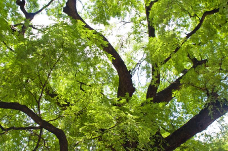 15 ต้นไม้มงคลยอดนิยม