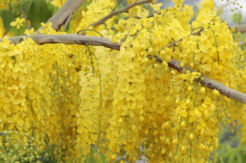 15 ต้นไม้มงคลยอดนิยม