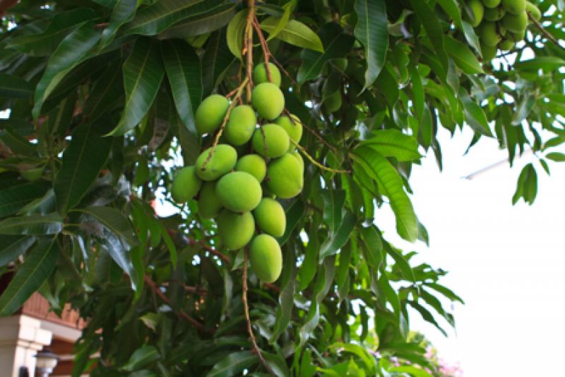 15 ต้นไม้มงคลยอดนิยม