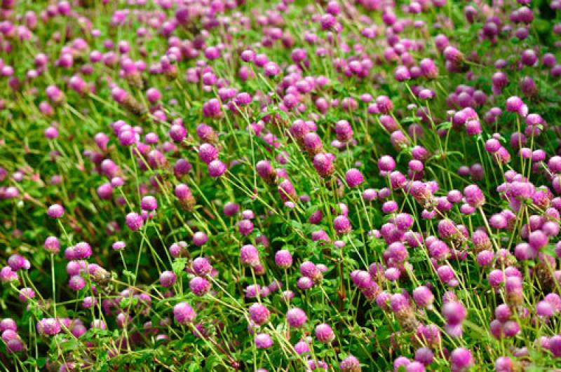 15 ต้นไม้มงคลยอดนิยม