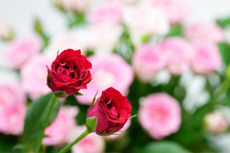 สวนสวยๆ ตกแต่งได้ ด้วยตัวเอง