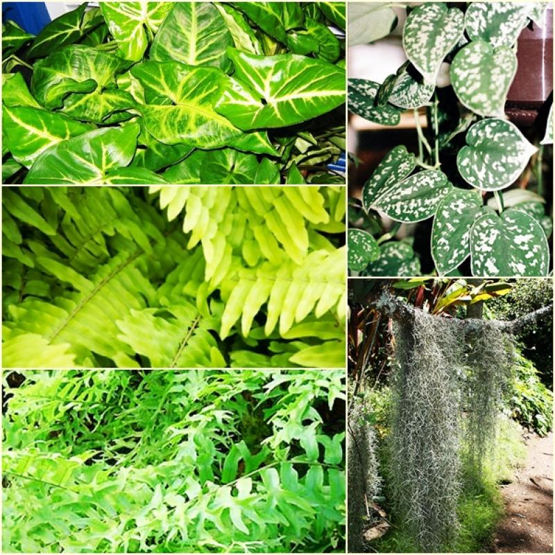 ปลูกต้นไม้เเพิ่มความสดชื่นในห้องน้ำ