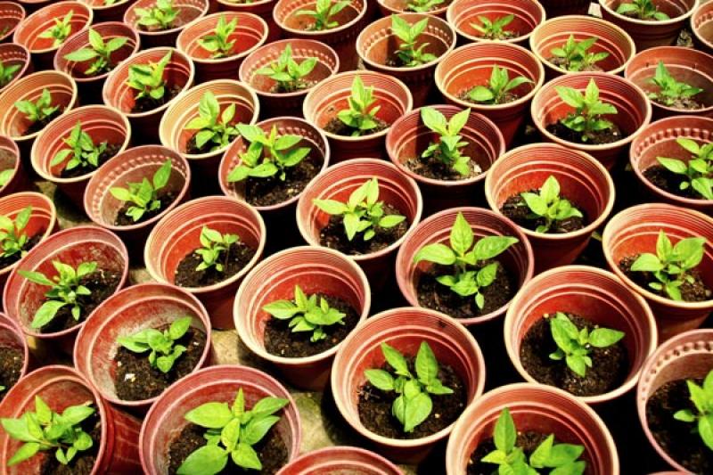 10 เคล็ดลับ การจัดสวนน่ารู้