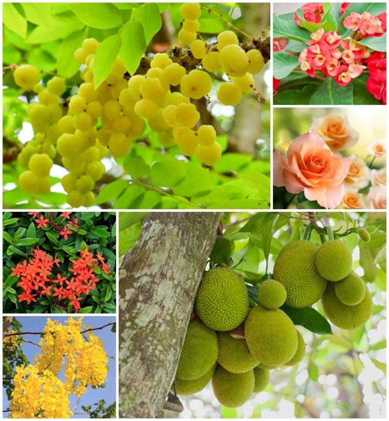 ไม้มงคลตามราศรีเกิด