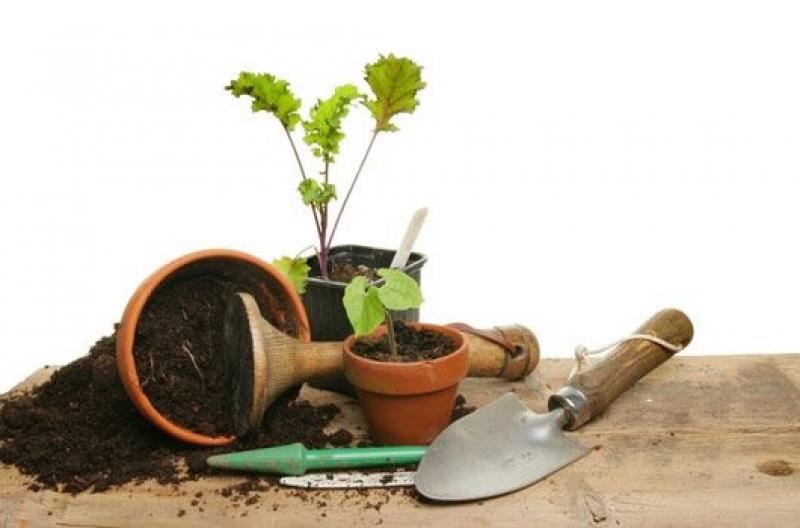 ต้นไม้ที่ซื้อมาไม่เข้ากับสวนเราซักที ทำอย่างไรดี..